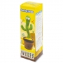 CACTUS BAILARIN 
